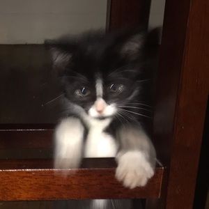 Meet your Posher, Jocelyn